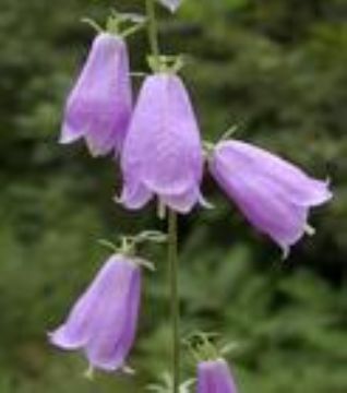  Campanula Glomerata Extract 